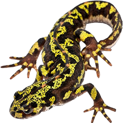 Southern Marbled